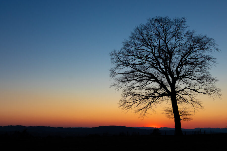 Baumsilhouette